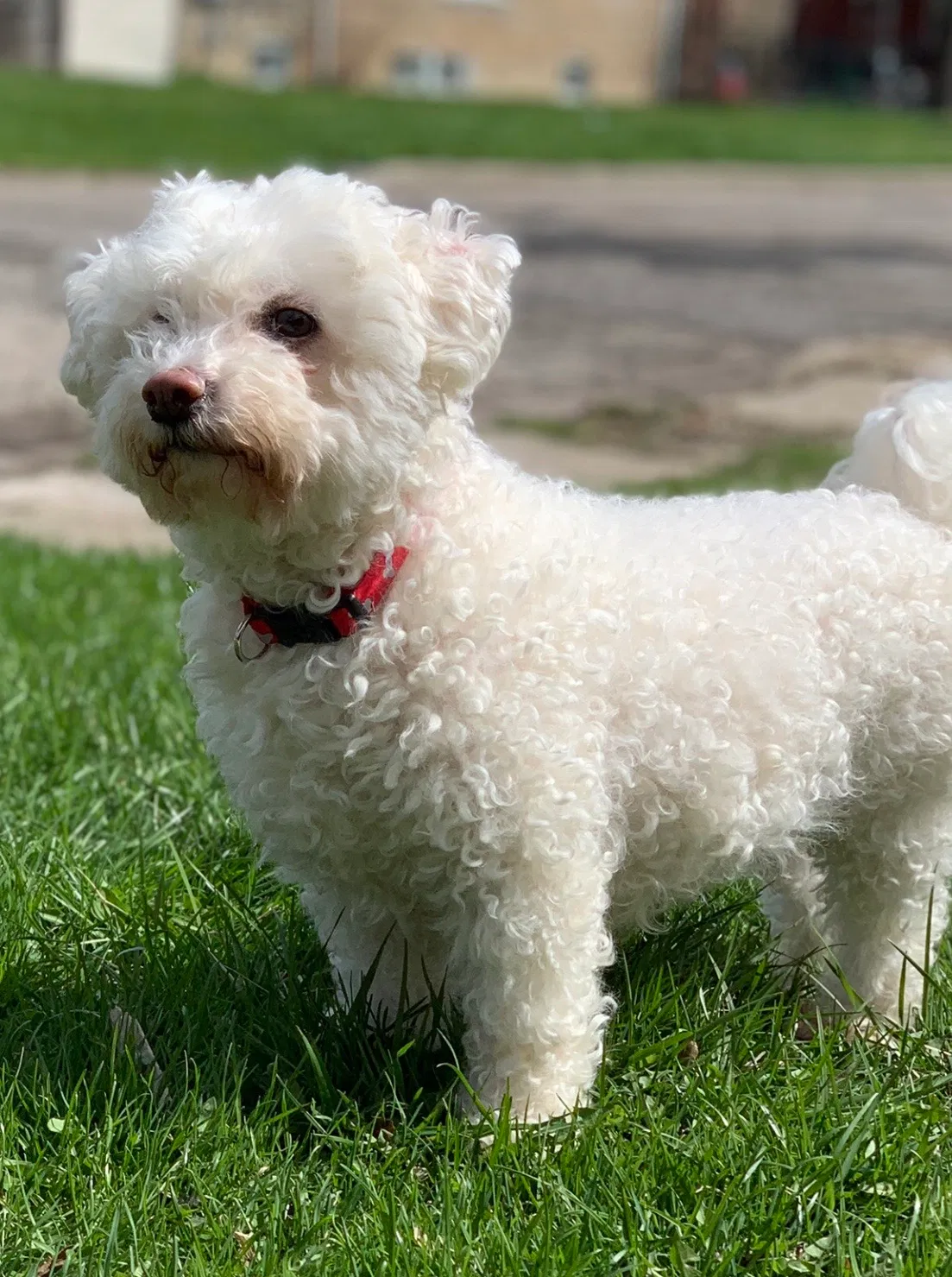 Lost dog in Chicago, IL, 60651