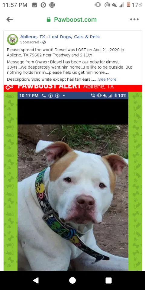 Lost dog in Abilene, TX, 79602