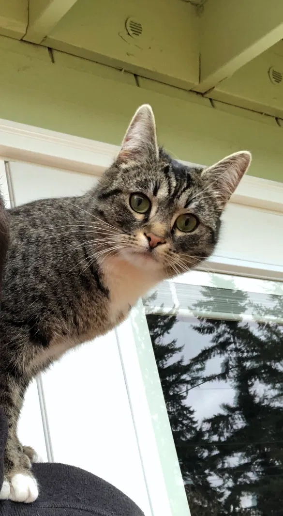 Lost cat in Missoula, MT, 59801