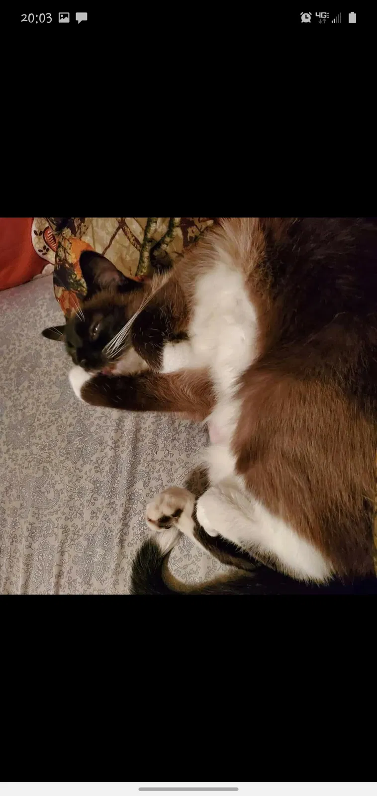 Lost cat in Evansville, IN, 47720