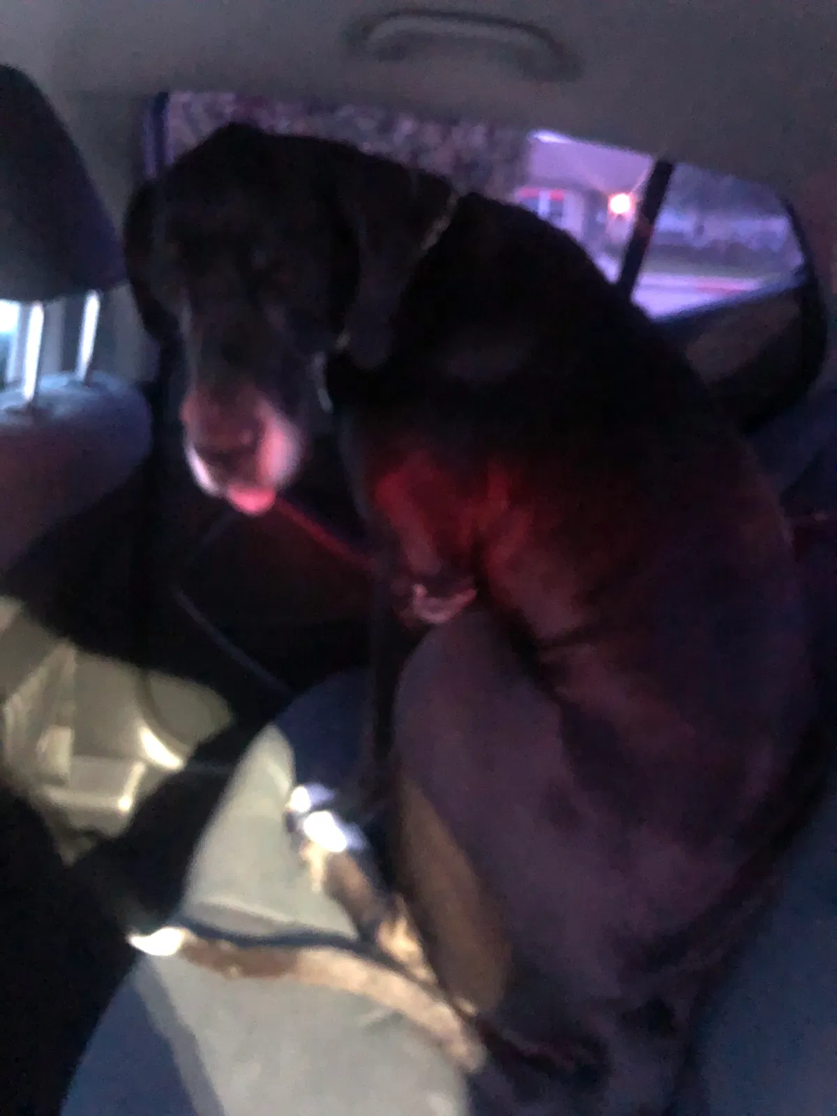 Found dog in Anaheim, CA, 92804