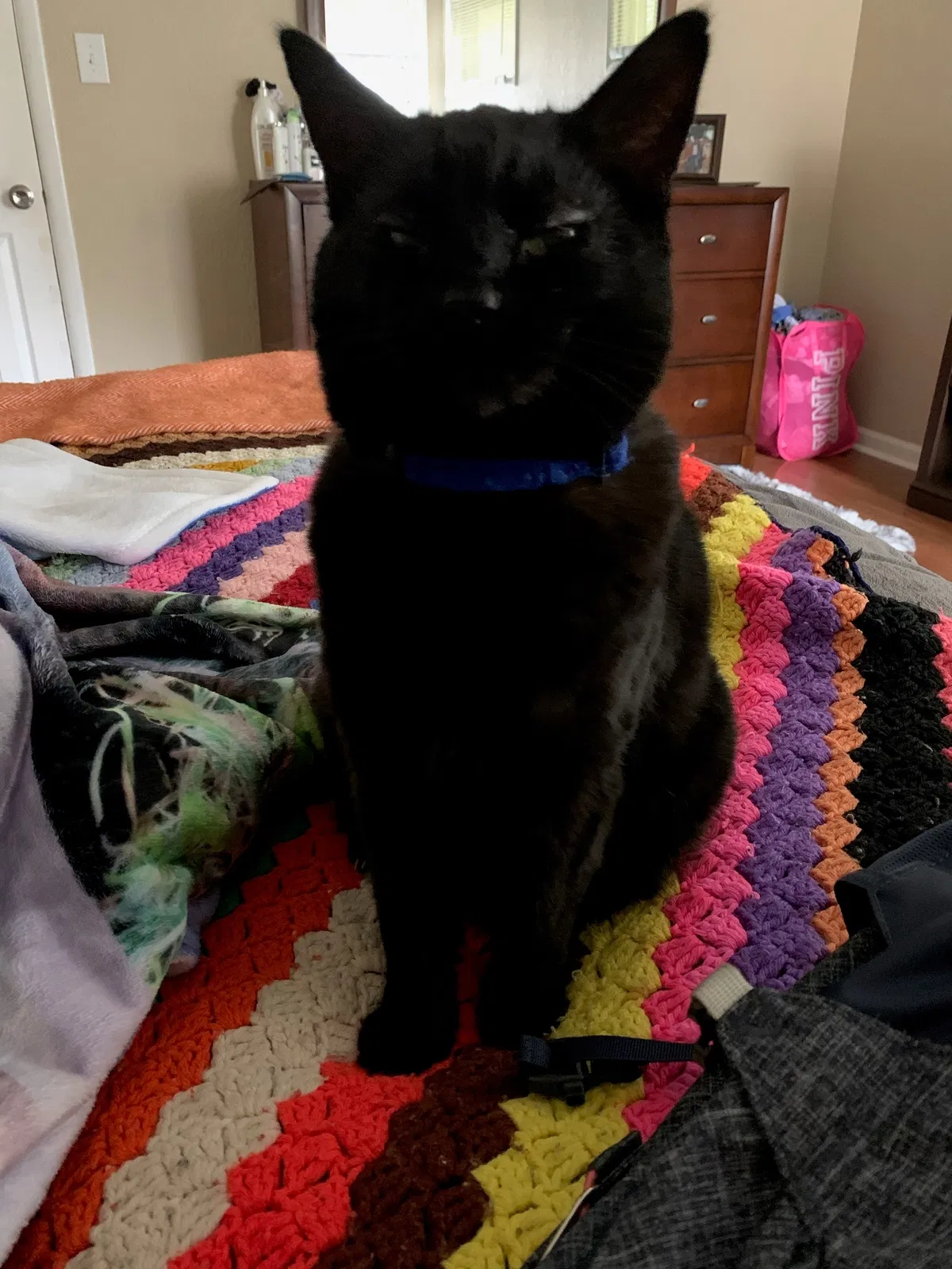 Lost cat in Abilene, TX, 79605