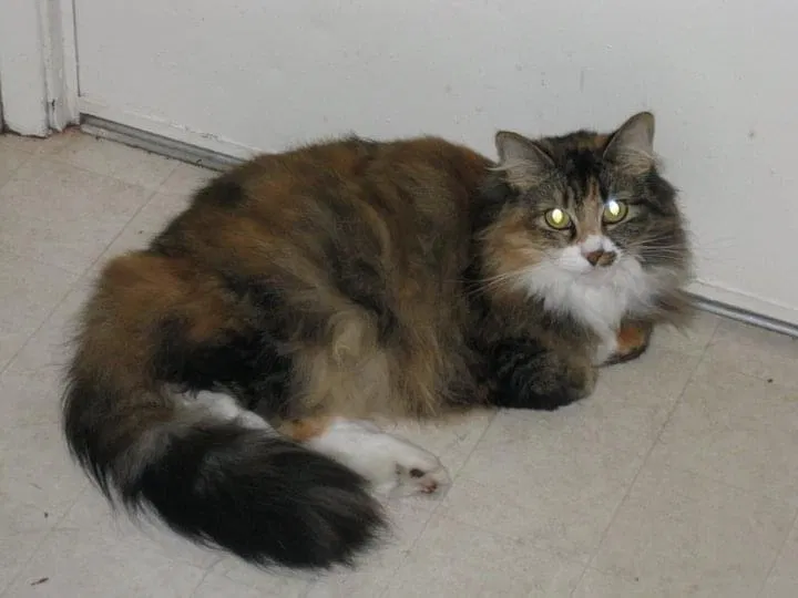 Lost cat in Lebanon, OR, 97355