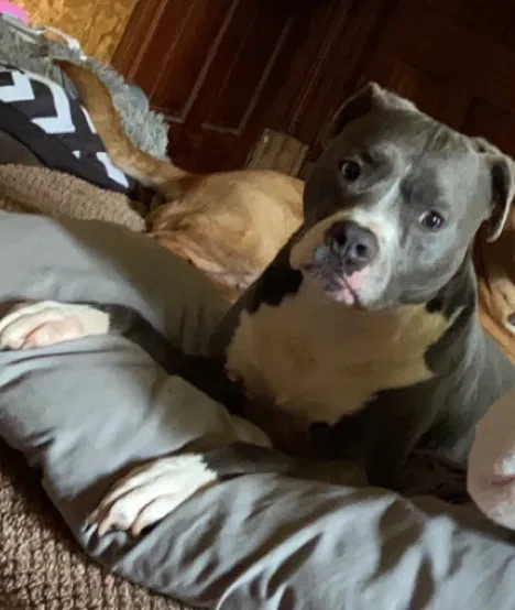 Lost dog in Whitesville, KY, 42378