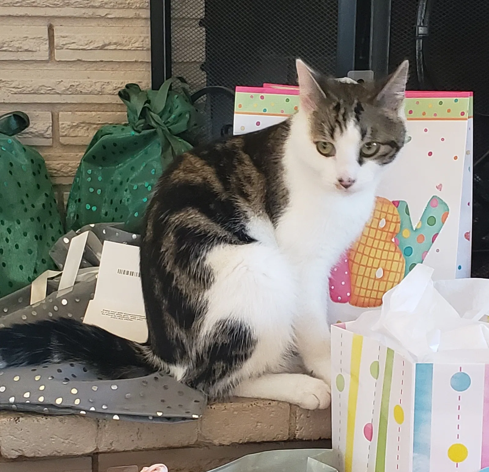 Lost cat in Spokane, WA, 99208