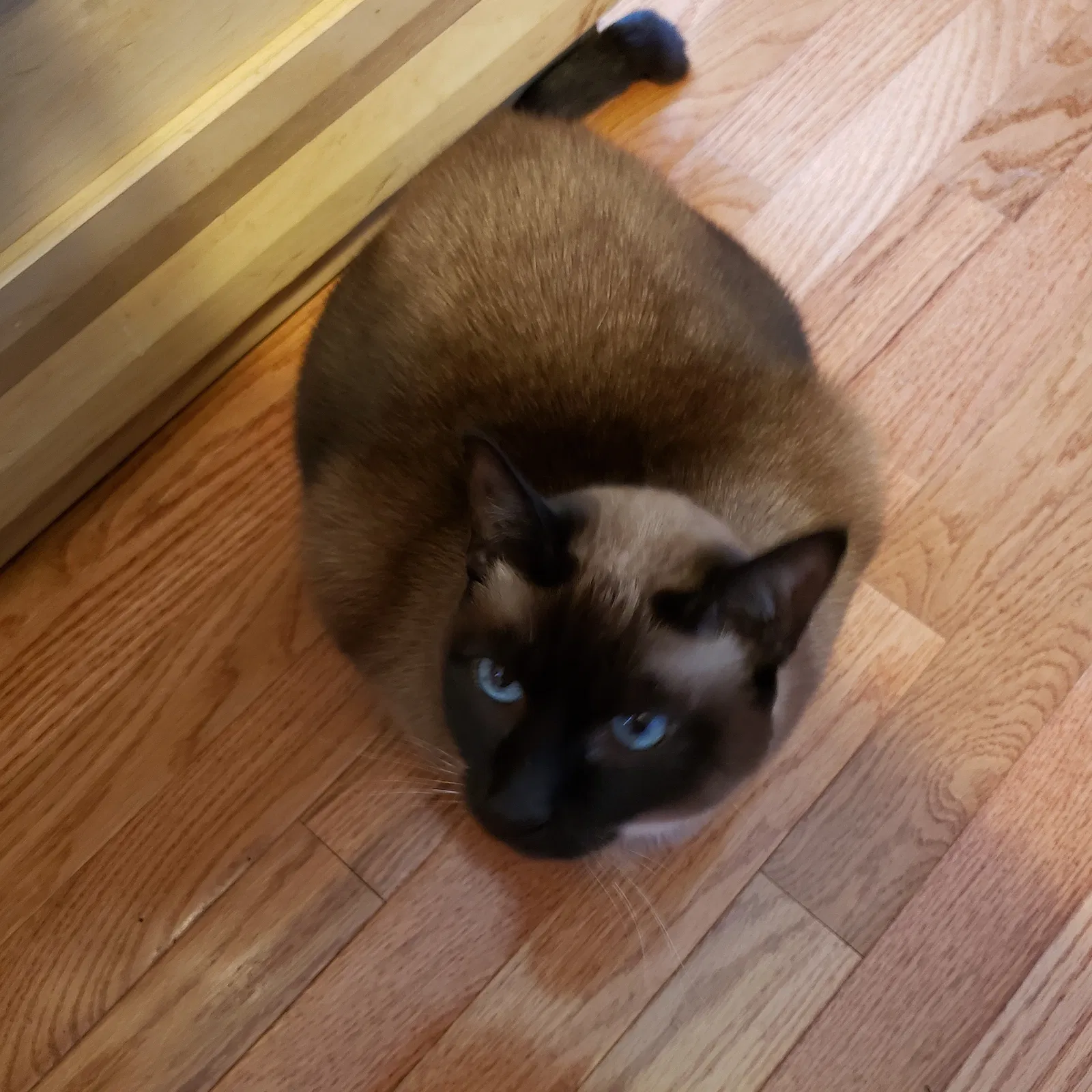 Lost cat in Jewett City, CT, 6351