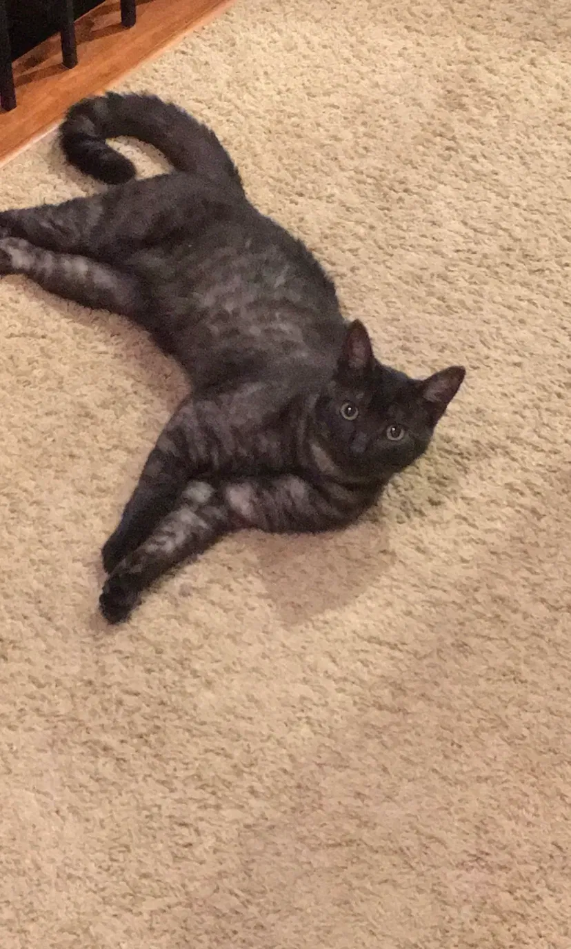Lost cat in Mesa, AZ, 85212