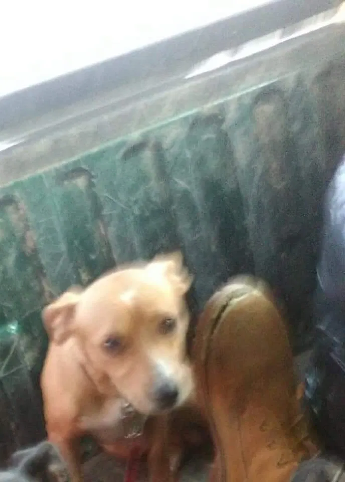 Lost dog in Owego, NY, 13827