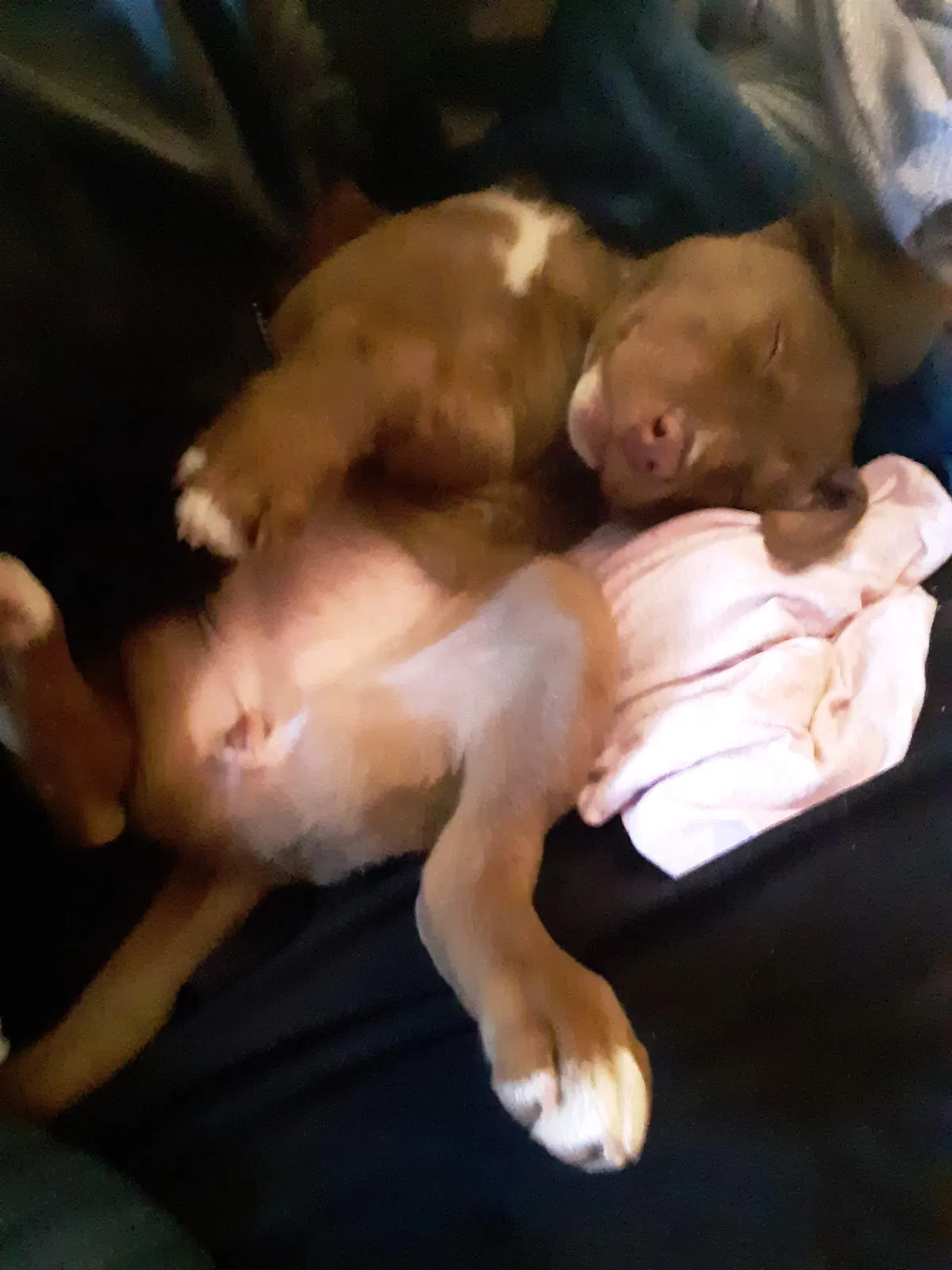 Lost dog in Spokane, WA, 99216