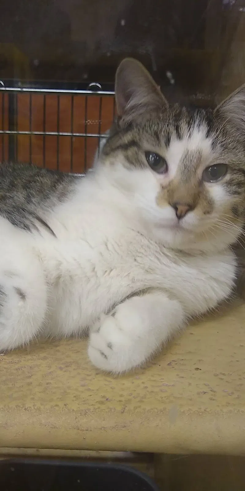 Lost cat in Azusa, CA, 91702