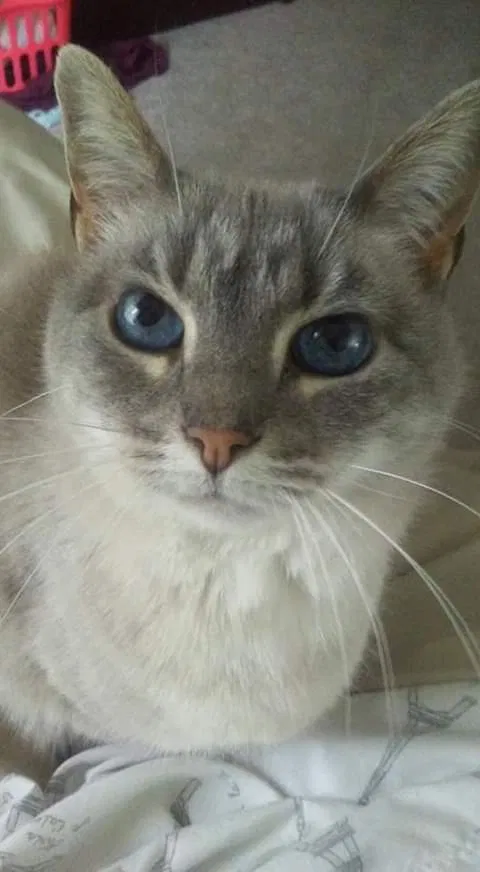 Lost cat in Alexander, NC, 28701