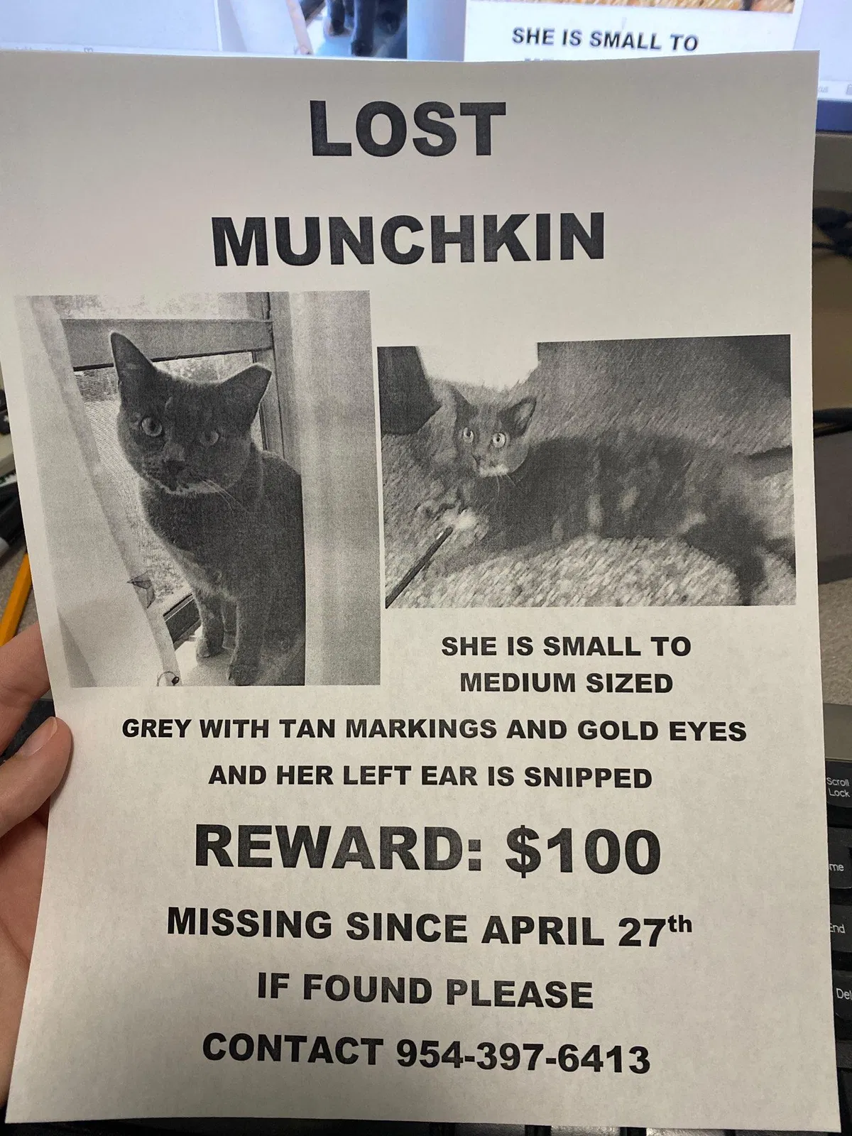 Lost cat in Fort Lauderdale, FL, 33315