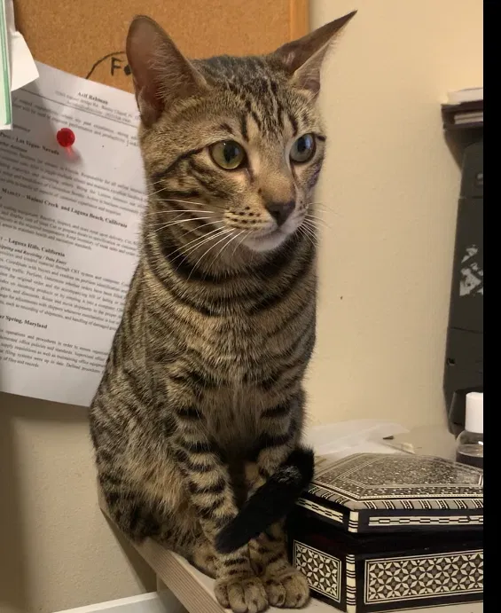 Lost cat in Wesley Chapel, FL, 33543