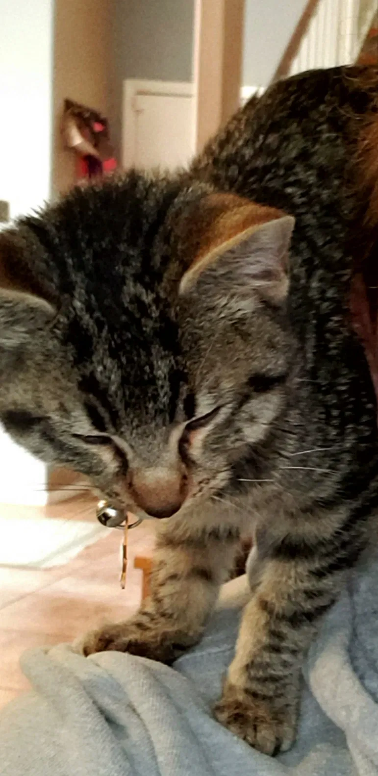 Lost cat in Tucson, AZ, 85746