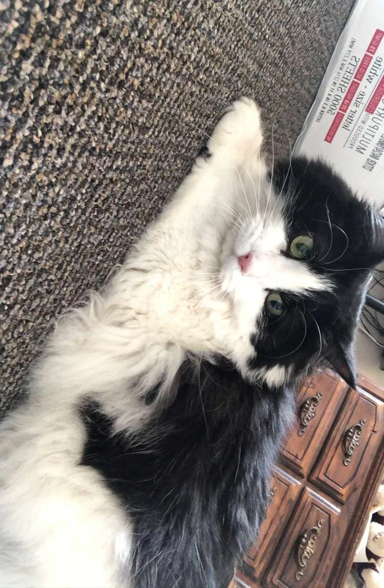 Lost cat in Altoona, IA, 50009