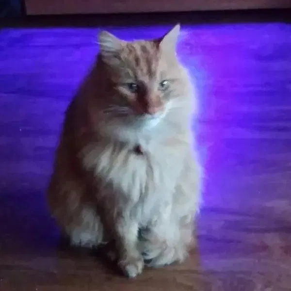 Lost cat in Little Rock, AR, 72202
