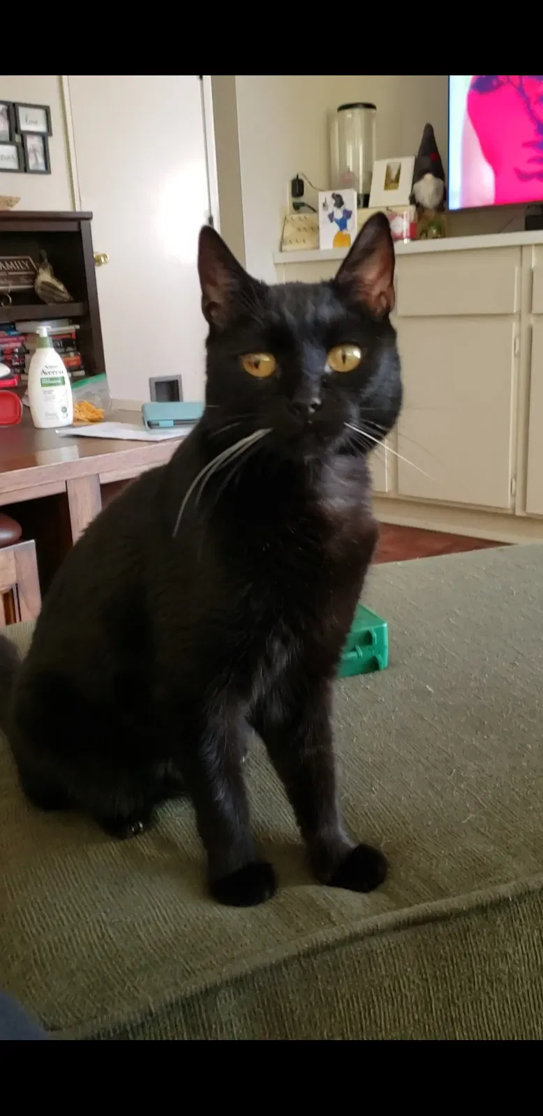 Lost cat in Reno, NV, 89503