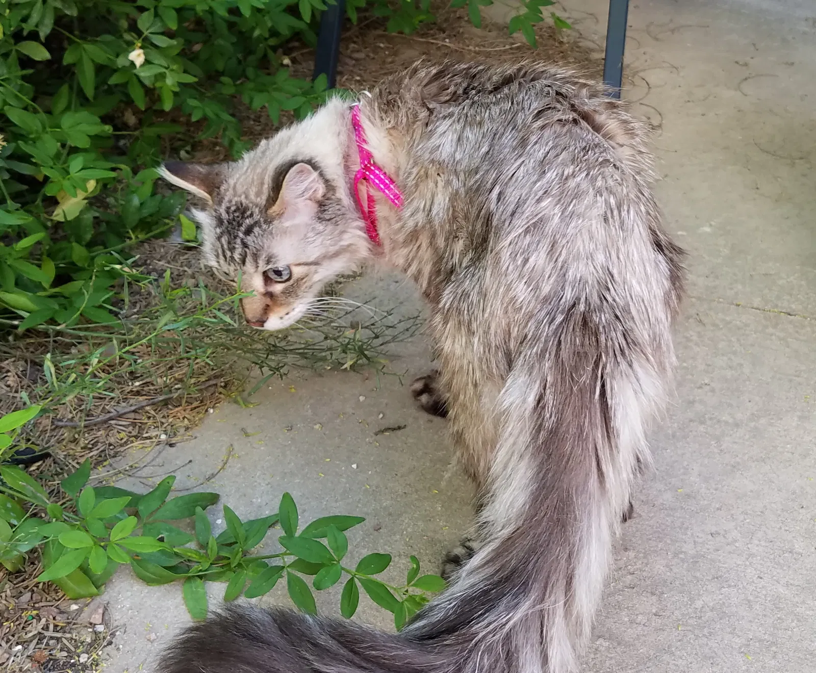 Lost cat in Tucson, AZ, 85739