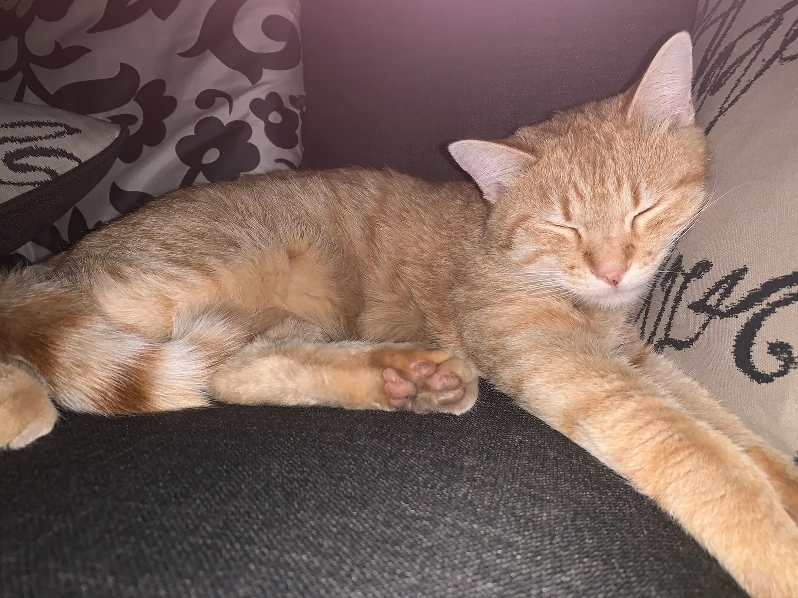 Lost cat in Woods Cross, UT, 84087