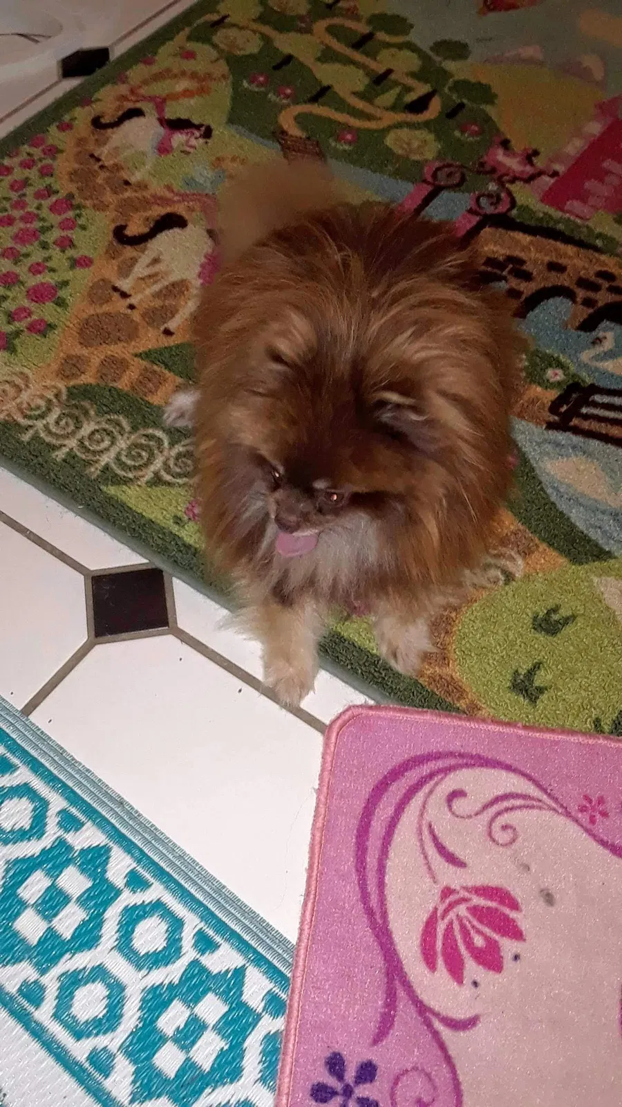 Lost dog in Tulsa, OK, 74132