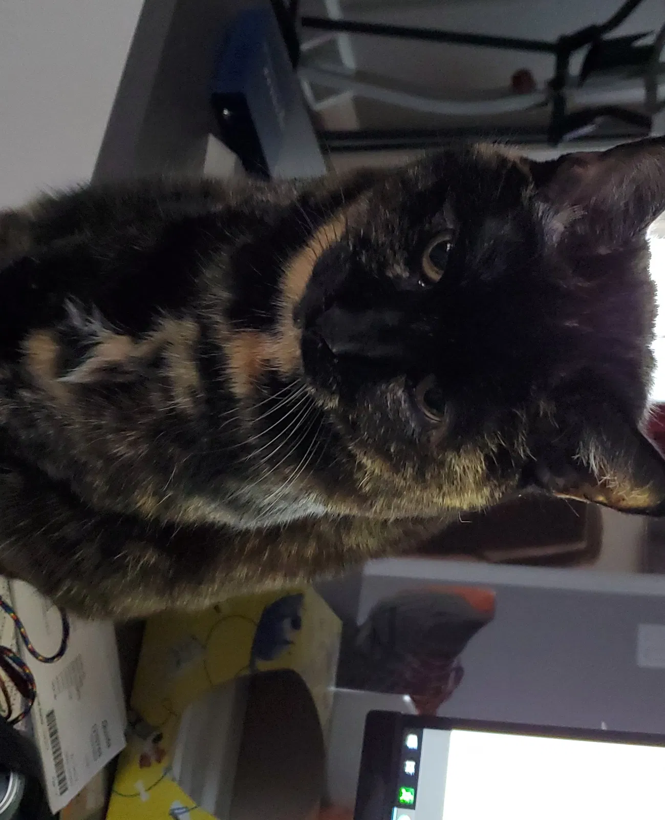 Lost cat in Loveland, CO, 80538