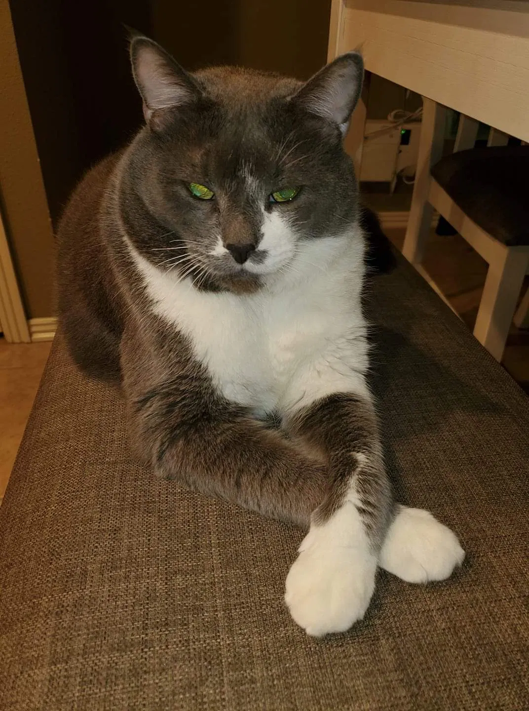 Lost cat in Springdale, AR, 72762