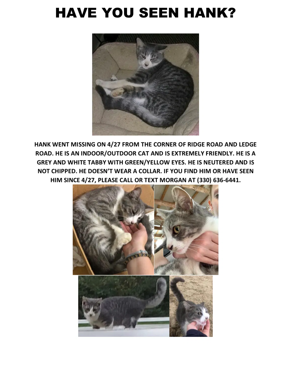 Lost cat in Hinckley, OH, 44233
