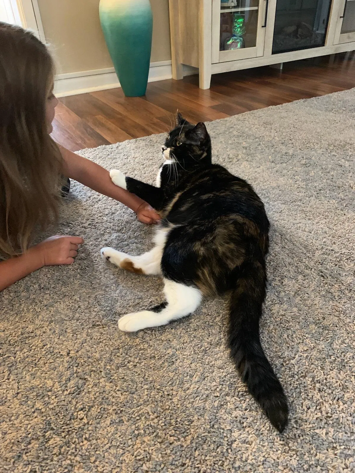 Missing Cat