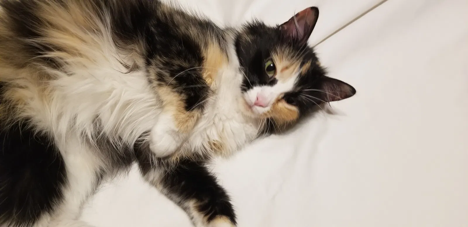 Lost cat in Topeka, KS, 66614