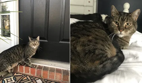 Lost cat in Clarksville, TN, 37043