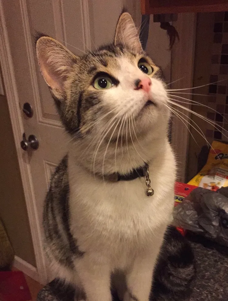 Lost cat in El Cajon, CA, 92021