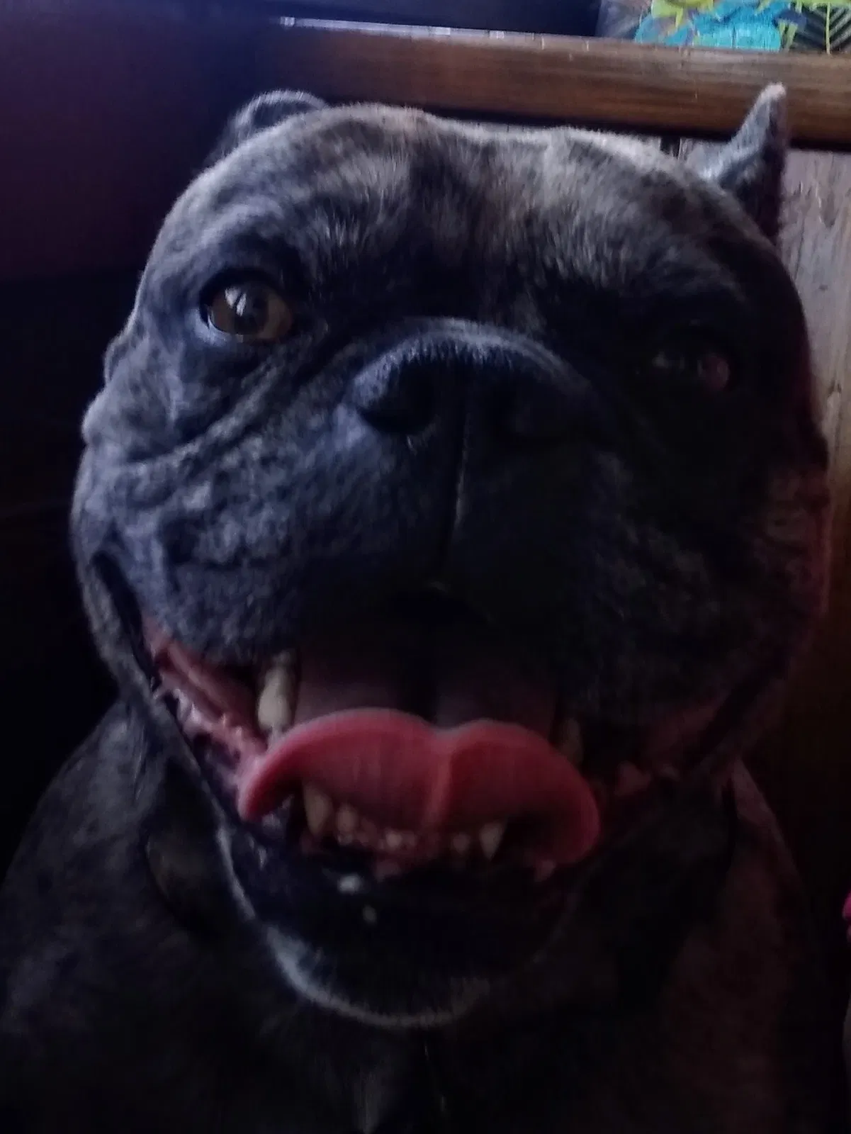 Lost dog in Donalsonville, GA, 39845