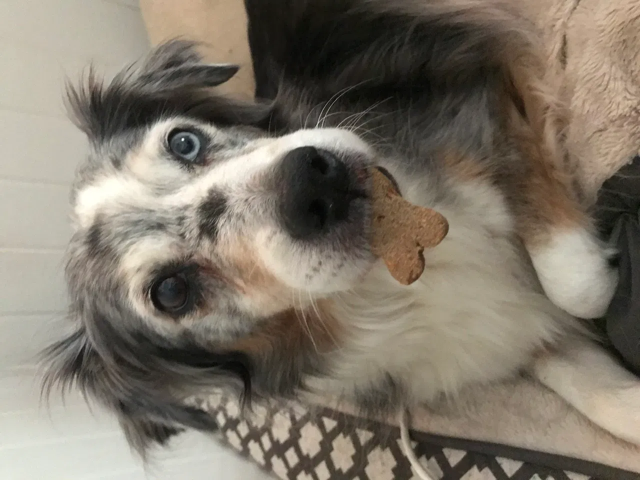 Lost dog in Travelers Rest, SC, 29690