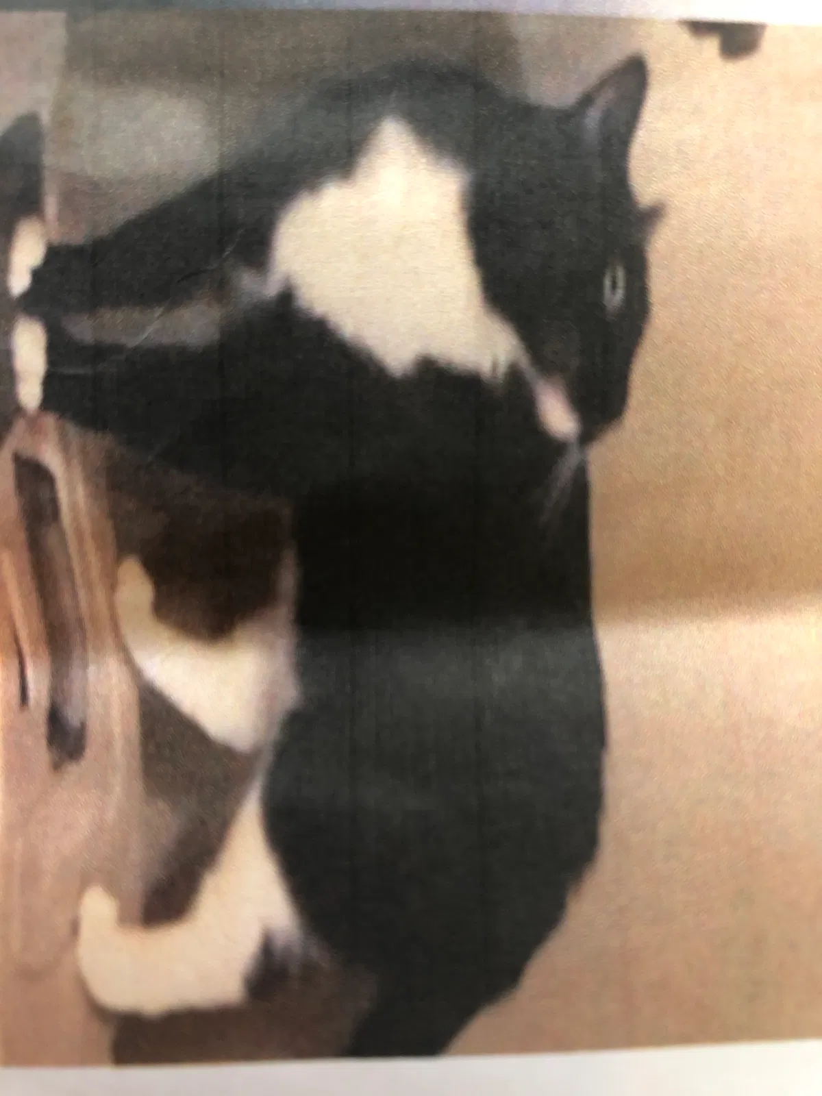 Lost cat in Hillsborough, NJ, 8844