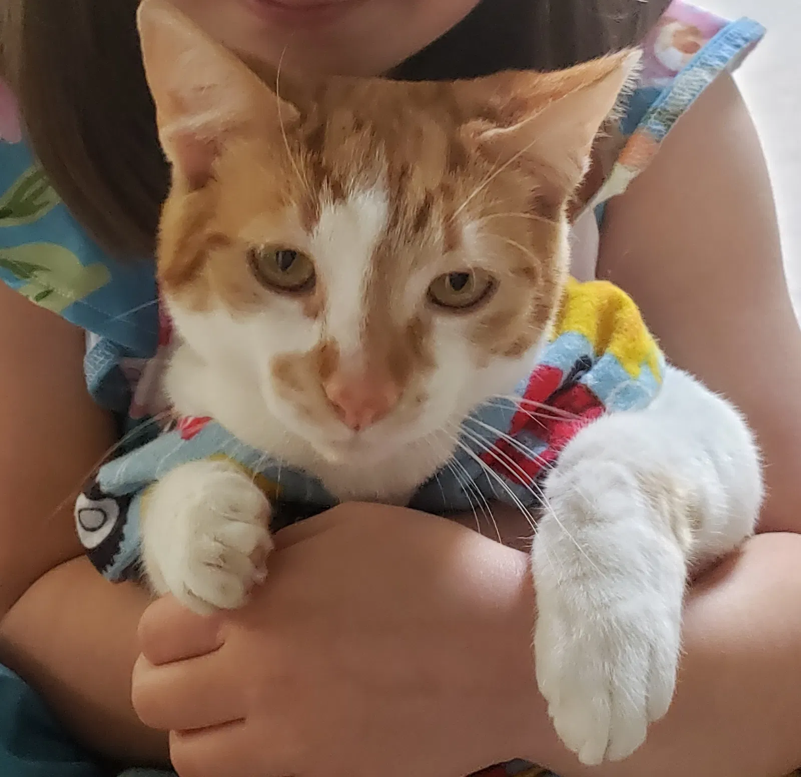 Lost cat in Chico, CA, 95926