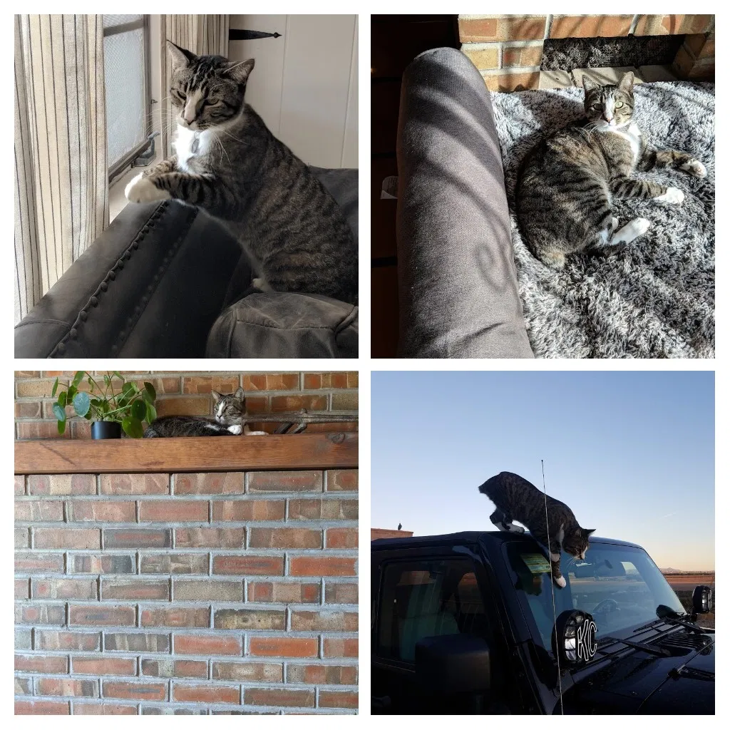 Lost cat in Las Cruces, NM, 88007