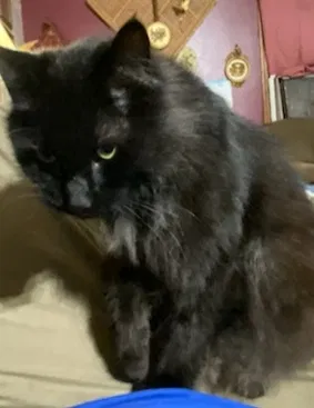 Lost cat in Kingston, GA, 30145