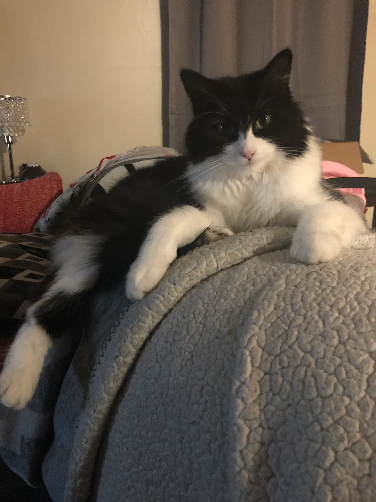 Lost cat in Rome, GA, 30161