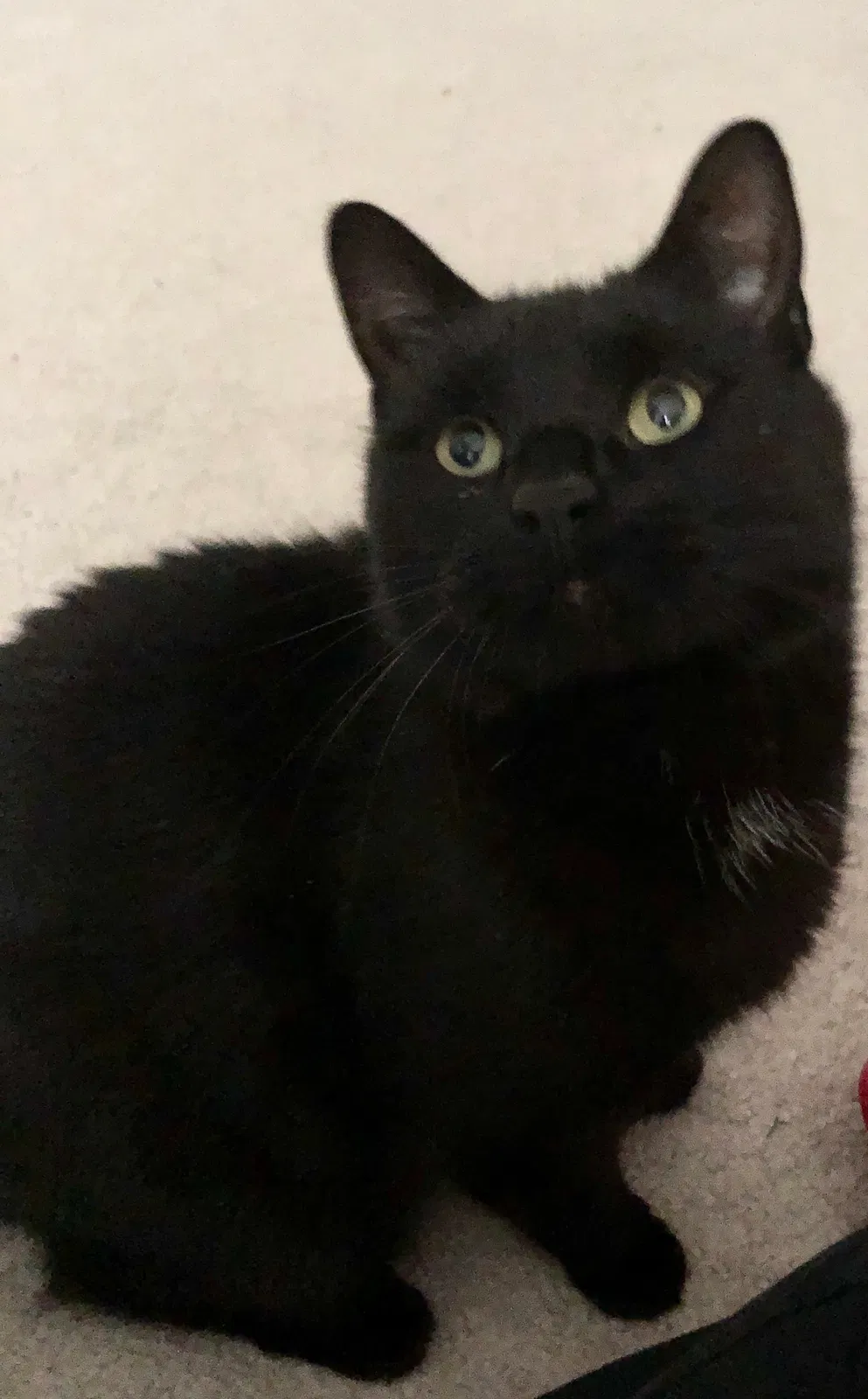 Lost cat in Highland Falls, NY, 10928