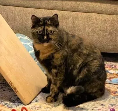 Lost cat in Tulsa, OK, 74104