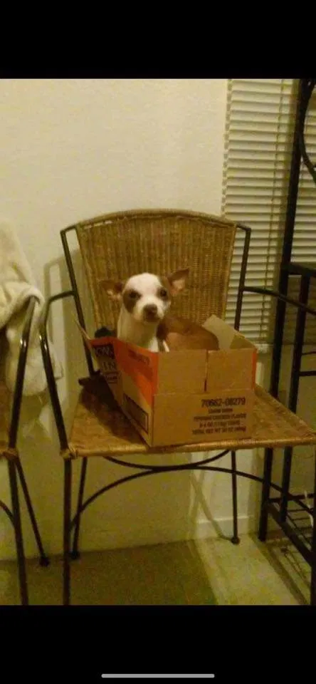 Lost dog in Fresno, CA, 93703