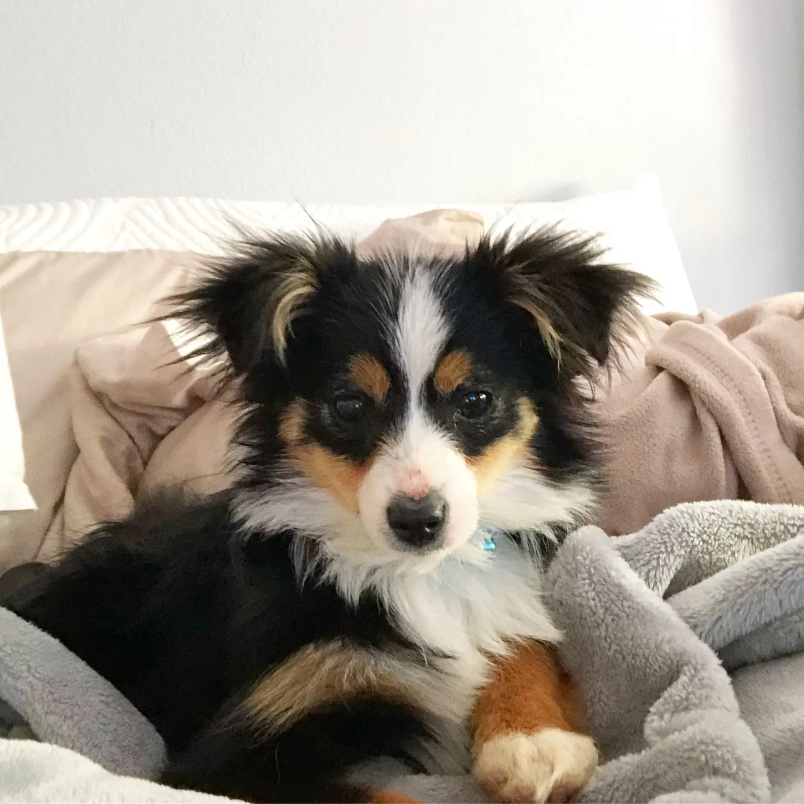 Lost dog in Long Beach, CA, 90802