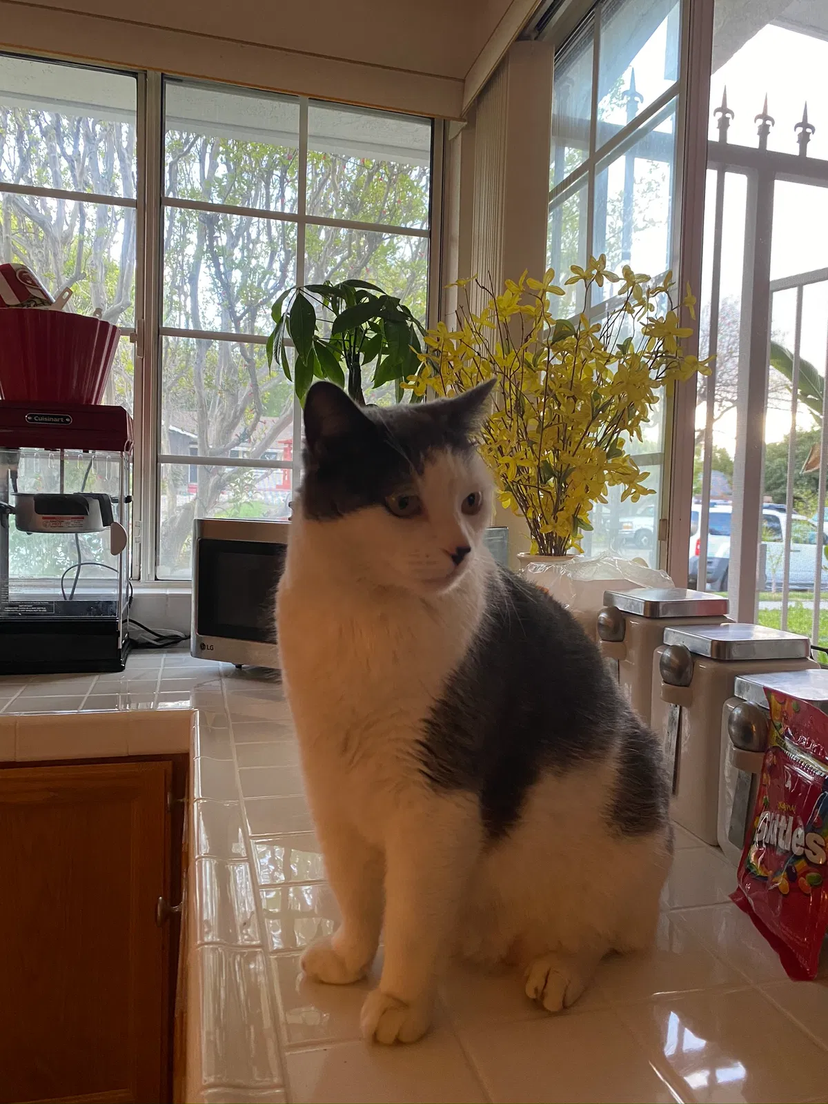 Lost cat in Woodland Hills, CA, 91367