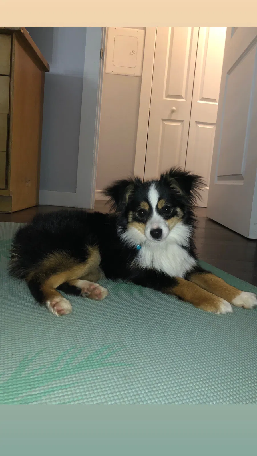 Lost dog in Long Beach, CA, 90802