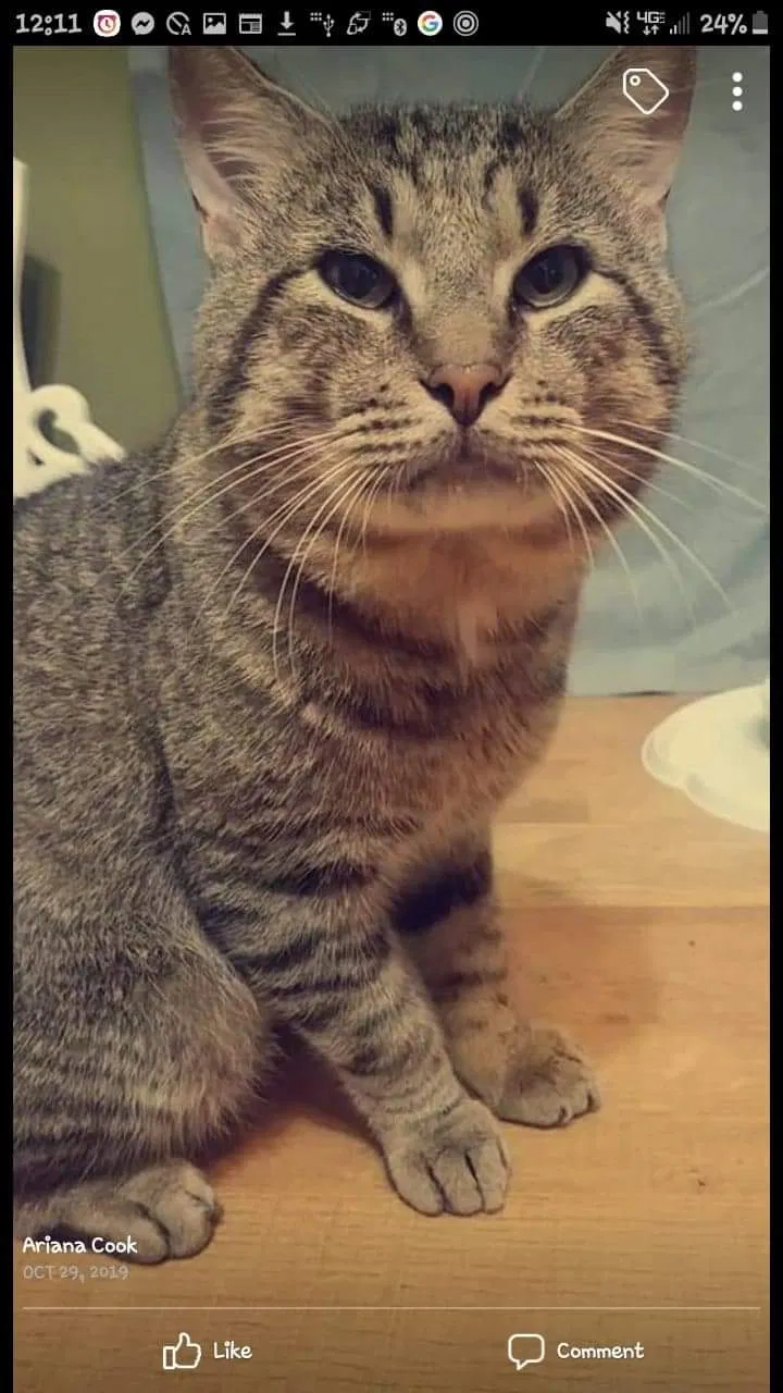 Lost cat in Denham Springs, LA, 70706