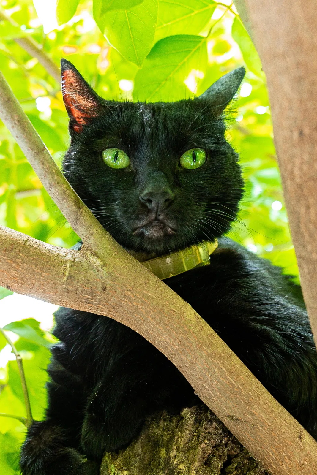 Lost cat in Fort Lauderdale, FL, 33325