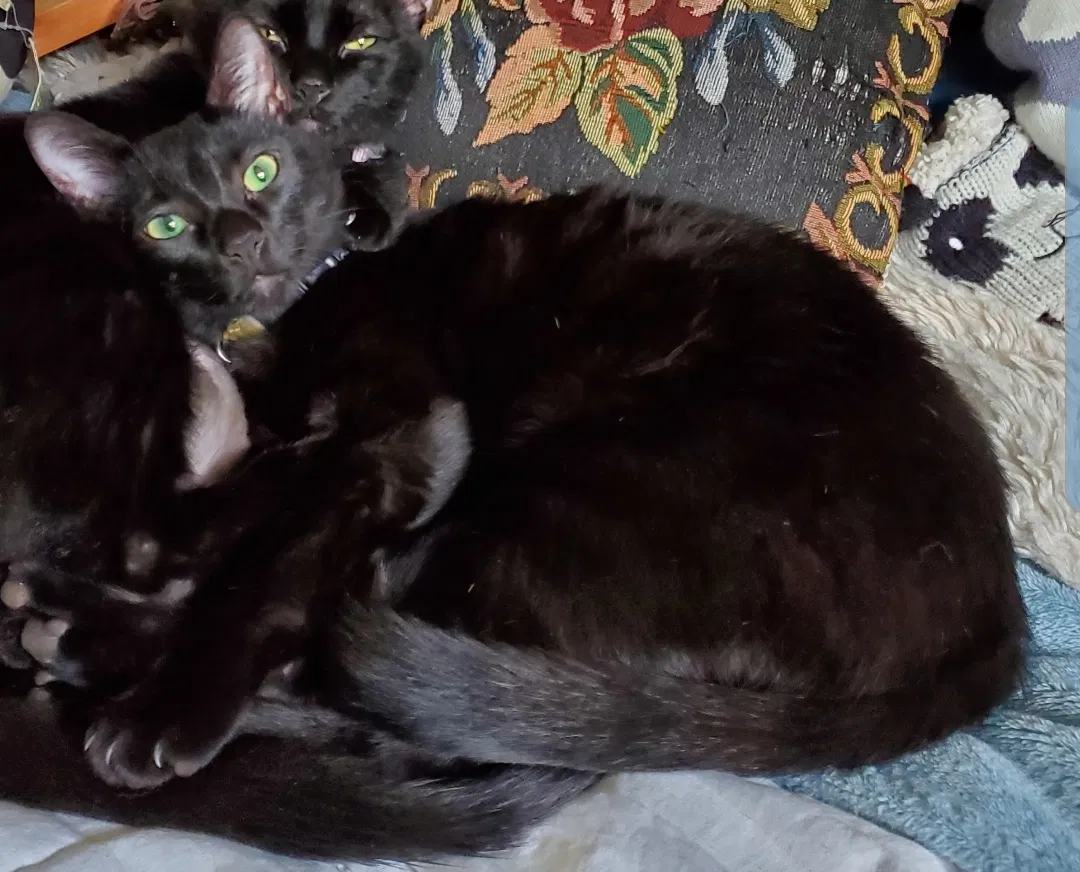 Lost cat in Chicago, IL, 60638