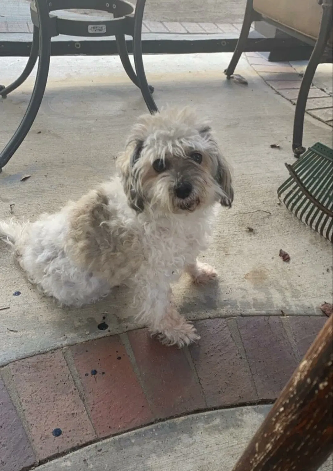 Lost dog in Chino Hills, CA, 91709