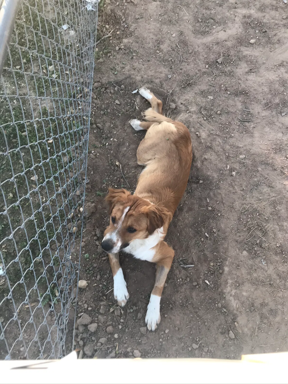 Lost dog in Mesa, AZ, 85203