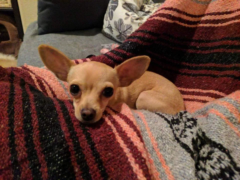 Lost dog in Chandler, AZ, 85286